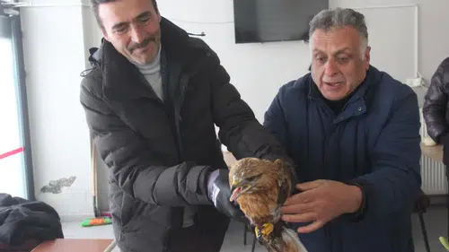 Sivas Zara’da Uçamayan Misafir Dükkana Sığındı