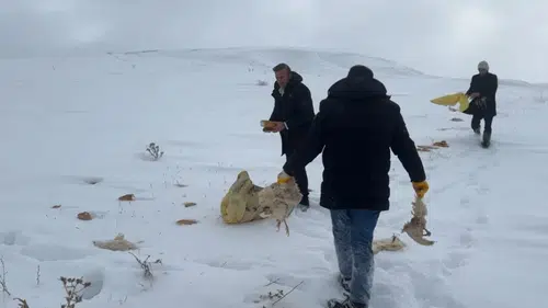 Sivas’ta Geceleri Kimse Uyumuyor: Köyde Kurtlara Yem Atıldı!