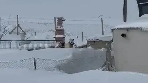 Sivas'ta Hobilerdeki İhmalde Can Dostları Kamu Kurumları Kurtardı