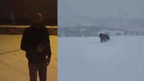 Sivas’ta Şaşkına Çeviren Karşılaşma: Kış Uykusu Tutmamış!