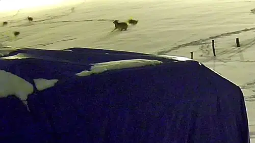 Sivas’ta aç kalan 6 kurt, çiftlik köpeğini saniyeler içinde parçaladı