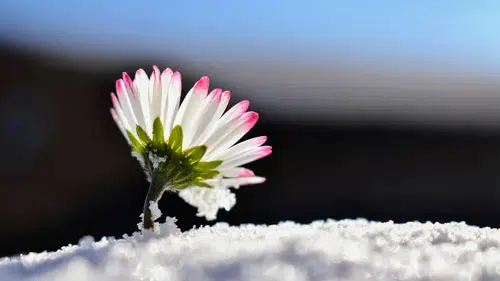 Geri Sayım Başladı! İlk Cemre Ne Zaman Düşecek? Doğadaki Büyük Değişim!