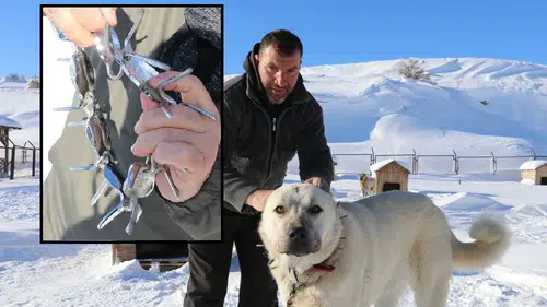 Sivas Kangalının Görünmez Kalkanı: Gürün’den Gelen Koruma