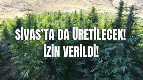 Sivas'ta Kenevir Üretimine İzin Çıktı! Sivas Ekonomisine Katkı Sağlaması Bekleniyor!