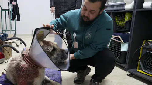 Sivas Bu Kangal Köpeğini Konuşuyor!