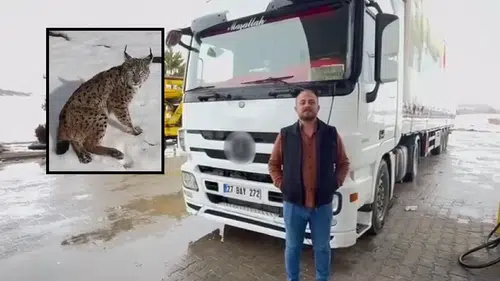 Sivas'tan Tır Şoförünün Yaralı Vaşak Duyarlılığı