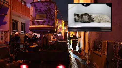 Sivas'ta Evde Çıkan Yangında 26 Kedi Can Verdi