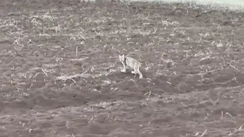 Sivas’ta sürücünün kaydettiği yavru vaşak gündem oldu