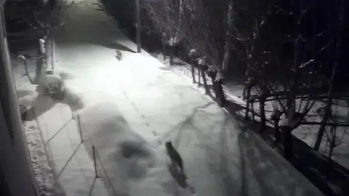 Sivas’ta kurtlar şehir merkezine indi, mahallede korku arttı