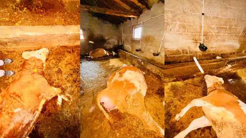 Yıldırım faciası! Hayvanlar telef oldu!