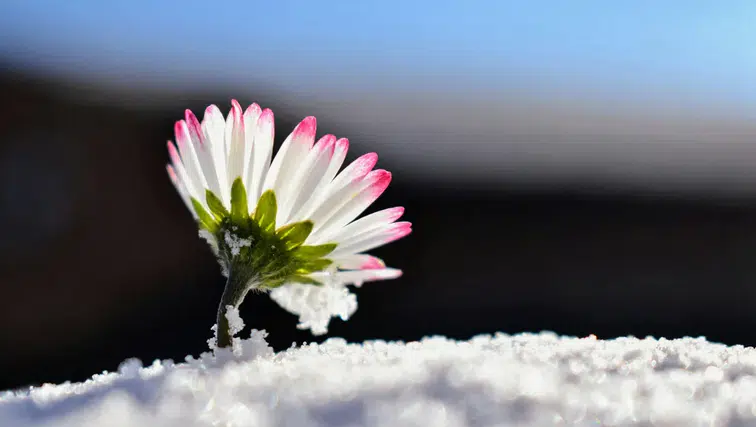 Geri Sayım Başladı! İlk Cemre Ne Zaman Düşecek? Doğadaki Büyük Değişim!
