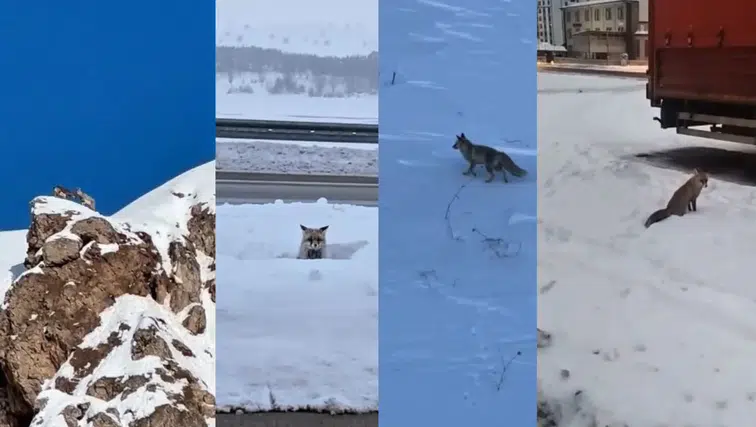 20 Yılın En Sert Kışı Sivas'taki Yaban Hayvanlarının Normalini de Değiştirdi!