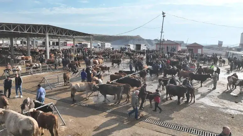 Şap Engelini Aştı! O İlçede Hayvan Pazarı Kapılarını Açtı