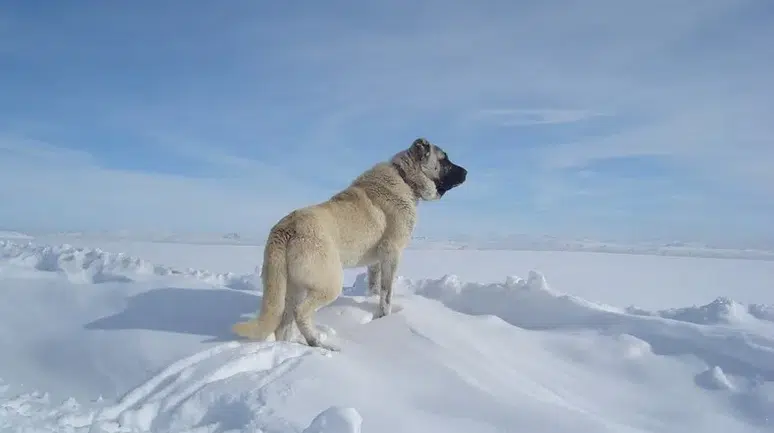 Sivas’ın Gururu Dünyanın En Cesur Çoban Köpeğinin Efsanevi Hikâyesi