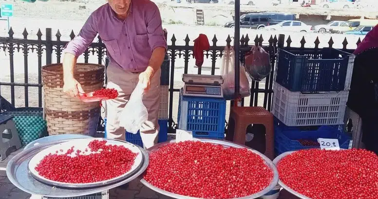 Köylülerin ormandan topladığı bu meyve altın değerinde