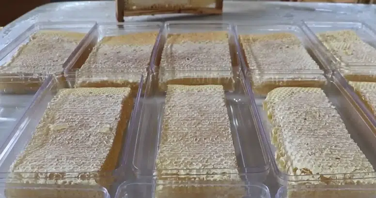 Sivas'ın Altın Değerindeki Balları Ülke Sınırlarını Aştı!