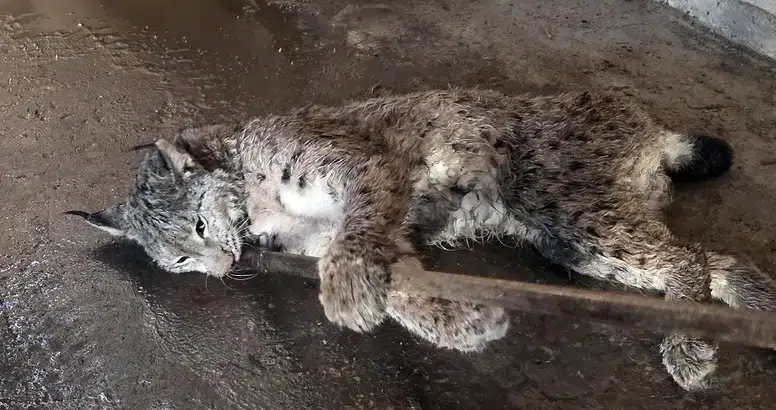 Sivas'ta Anadolu’nun Nadir Yırtıcısı Yaralı Bulundu