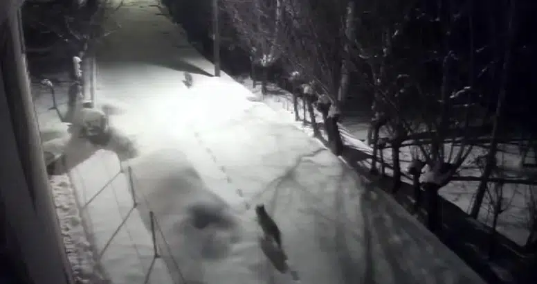 Sivas’ta kurtlar şehir merkezine indi, mahallede korku arttı