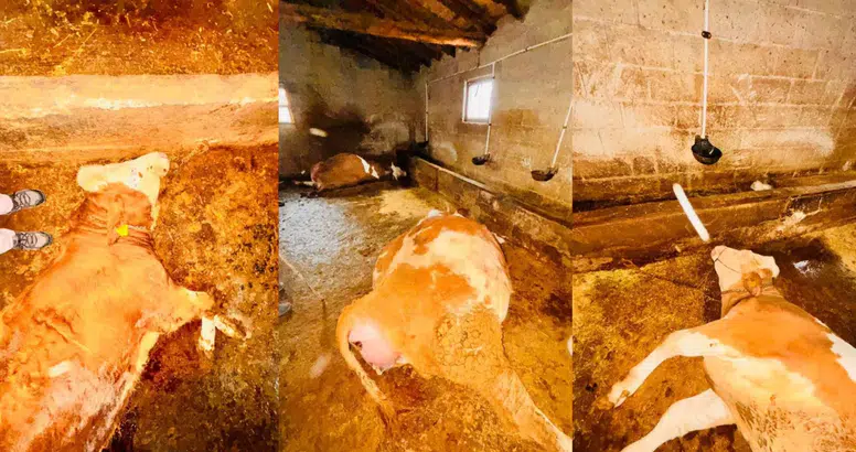 Yıldırım faciası! Hayvanlar telef oldu!