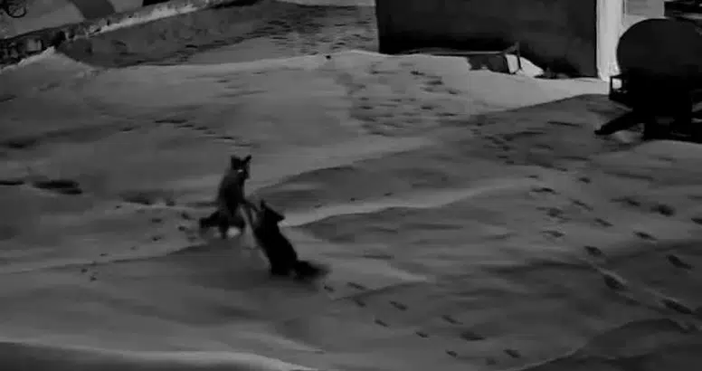 Sivas'ın O Köyünde Tilkiler Birbirine Girdi