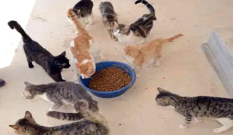 TÜİK açıkladı! En çok evcil hayvanlar ile ilgili ürünler pahalandı