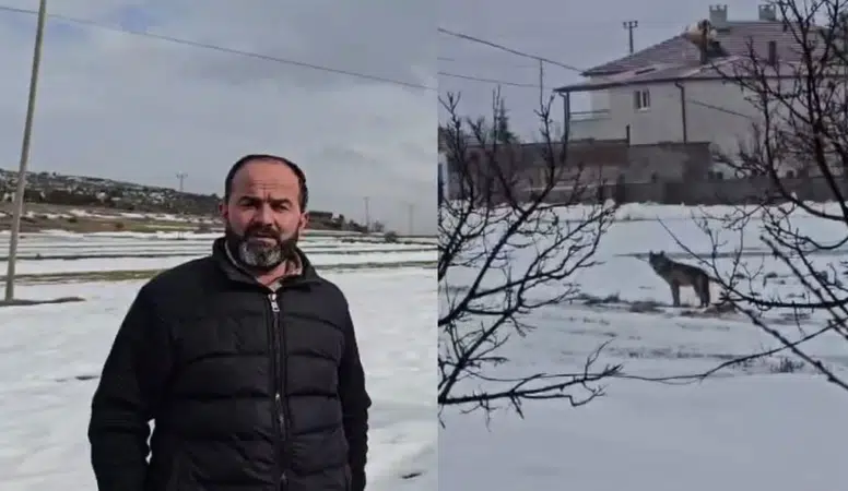 Sivas'ta Sert Kışın Acı Yüzü! Acıkan Kurt Yerleşim Yerine İndi!