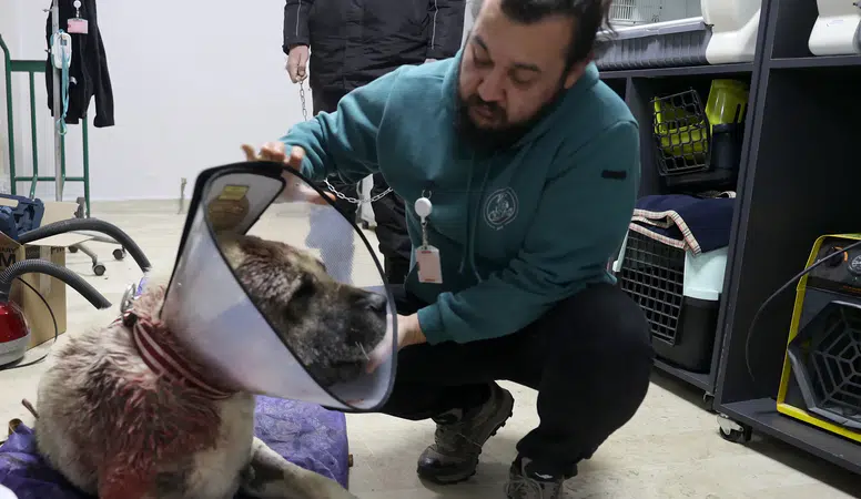 Sivas Bu Kangal Köpeğini Konuşuyor!