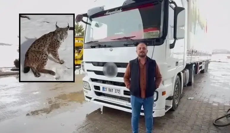 Sivas'tan Tır Şoförünün Yaralı Vaşak Duyarlılığı