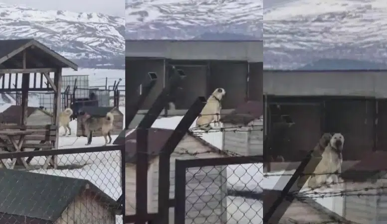 Erzincan'daki 4.9 Şiddetinde Deprem Öncesi, Sivas'taki Kangallar Böyle Tepki Verdi!