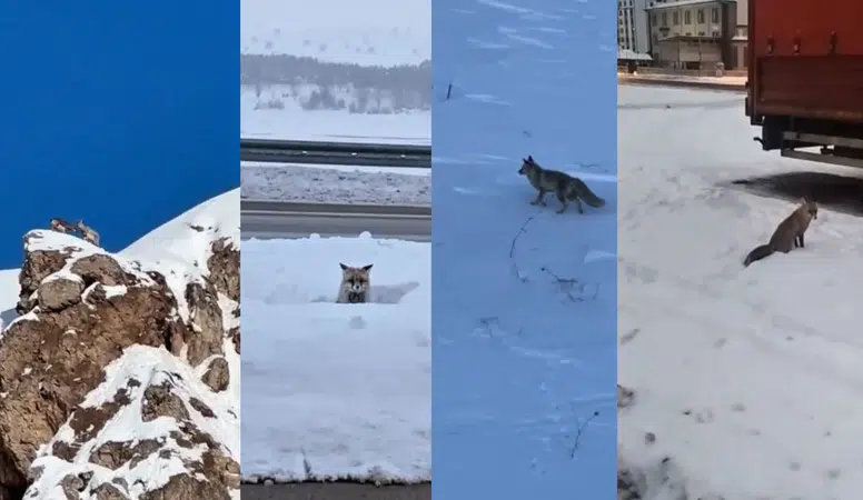 20 Yılın En Sert Kışı Sivas'taki Yaban Hayvanlarının Normalini de Değiştirdi!