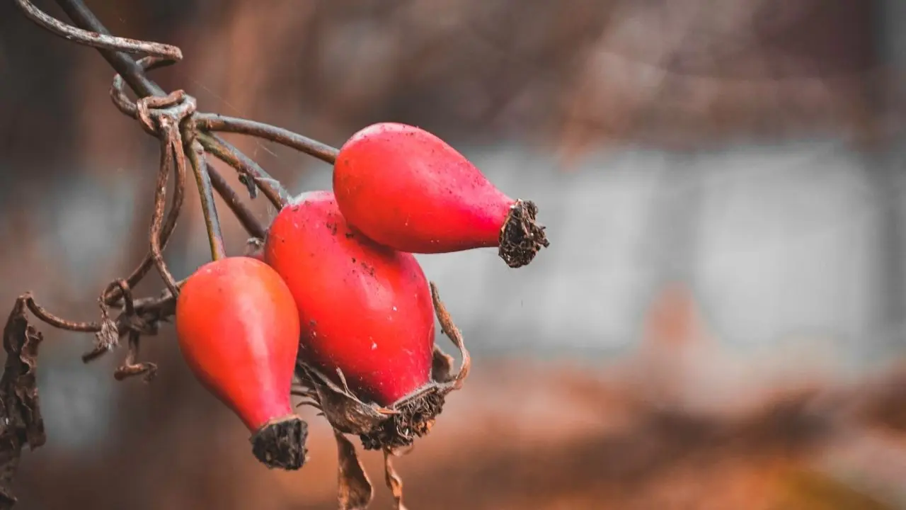 Kış Aylarında Bağışıklık Sistemini Güçlendirmenin 7 Yolu! 6